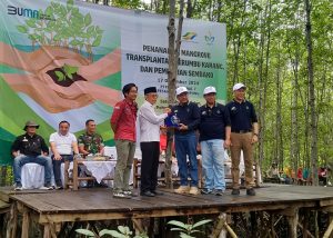 Sebanyak seribu batang mangrove dan terumbu karang ditanam PTPN I Regional 7