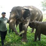 Gubernur Lampung Dorong Penanganan Terpadu Konflik Gajah-Manusia di Way Kambas