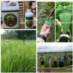 PHC Buktikan Hasil: Saatnya Petani Lampung Beralih ke Pupuk Hayati Cair