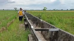 Irigasi Rp97,8 Miliar Retak Dini, AML Lampung Desak Audit Total Proyek Rawajitu