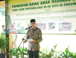Anak Harimau Sumatera Tampil Perdana, Gubernur Lampung Resmikan Nama