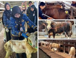 Antusiasme Berkurban Meningkat, Pemotongan Sapi di Lampung Tembus 24.986 Ekor