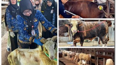 Antusiasme Berkurban Meningkat, Pemotongan Sapi di Lampung Tembus 24.986 Ekor