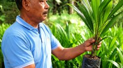 Dari Uji Coba Berbuah Sukses, PHC Ubah Produktivitas Sawit Petani Lampung Timur
